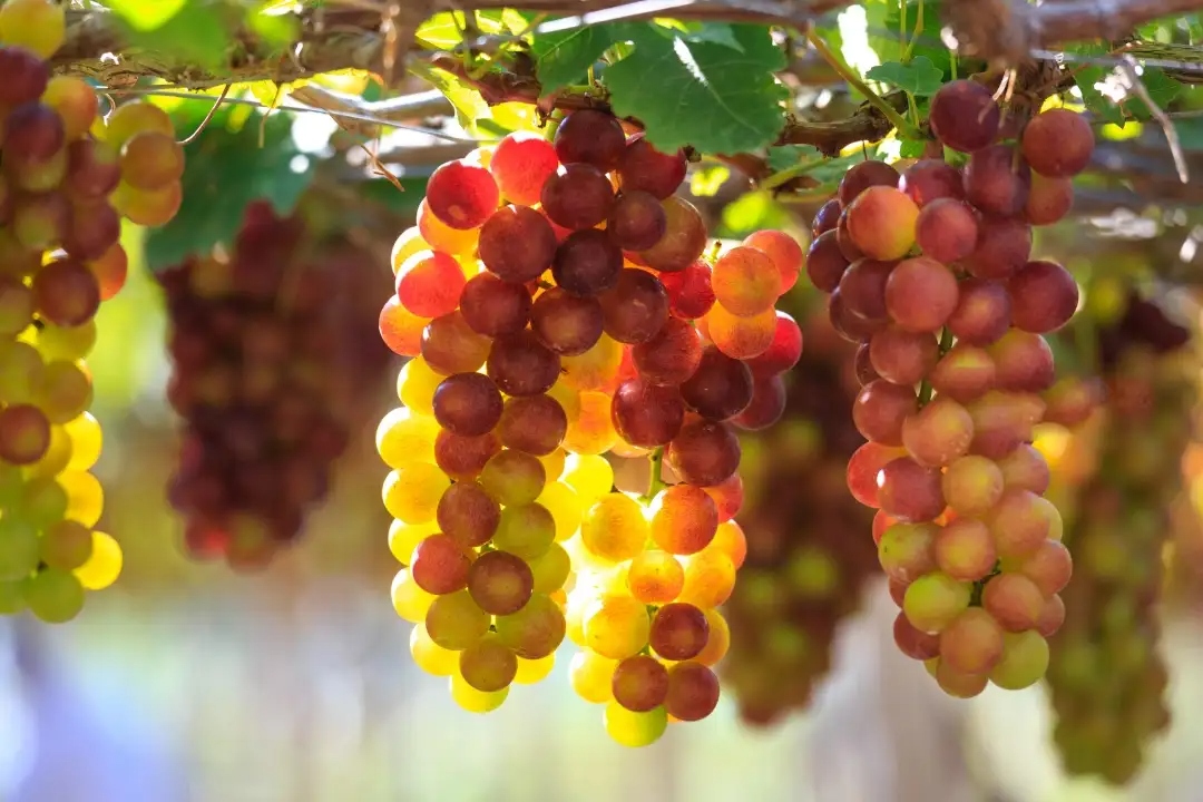 2 Vineyards In Ninh Thuan That Await Your Discovery
