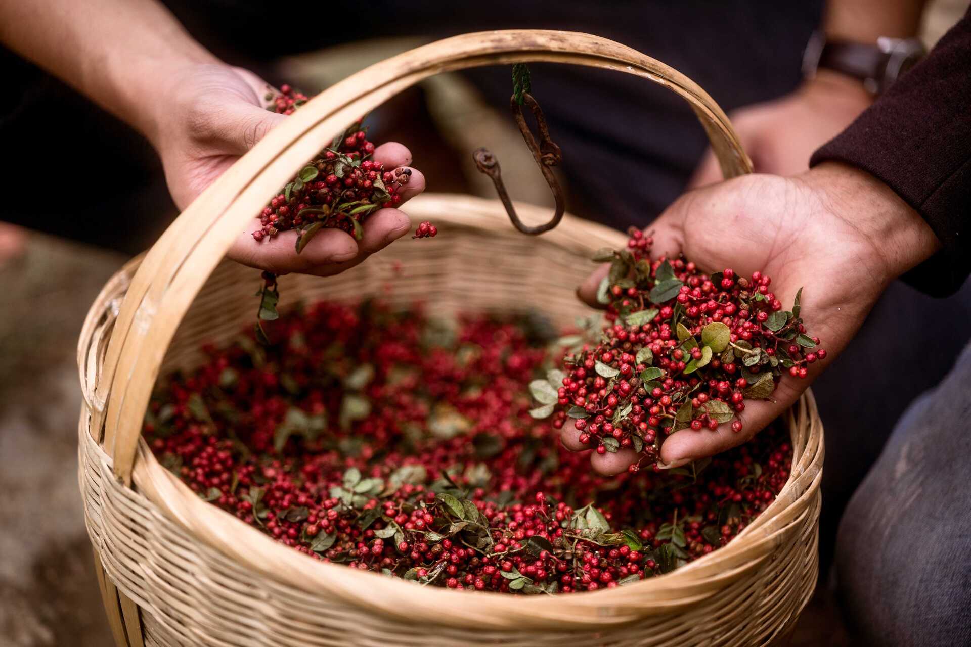 Spice Up Your Life With Sichuan Peppercorns
