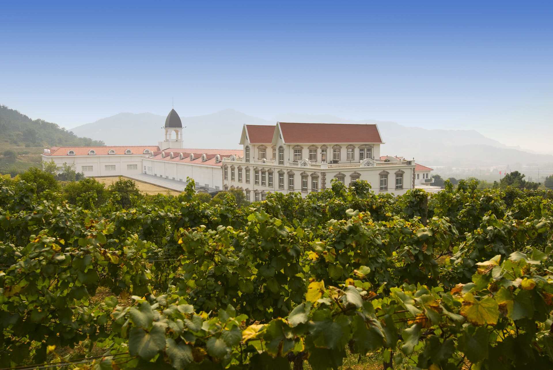 China's Rise As A Wine Powerhouse