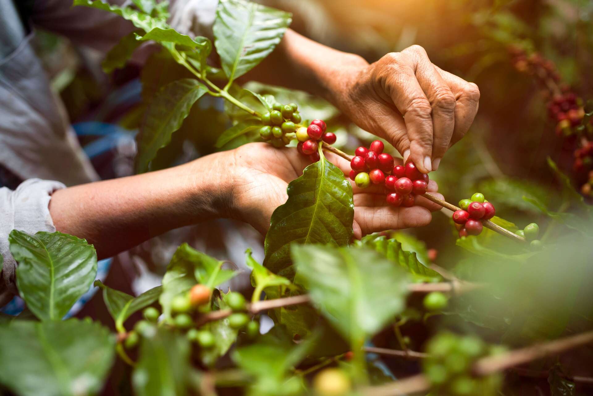 Unearthing Vietnam's Craft Coffee Treasures