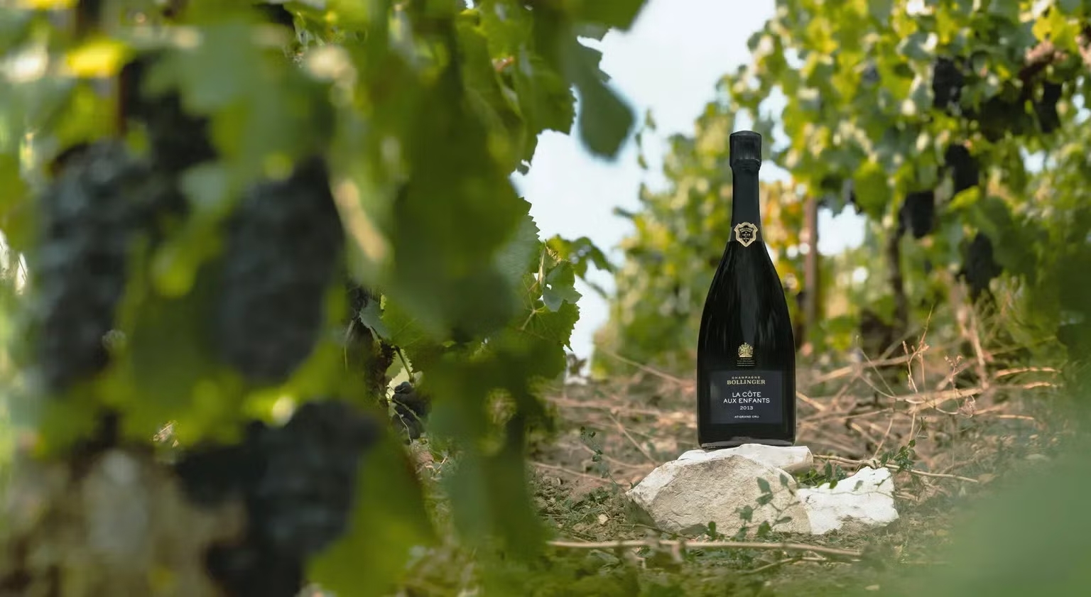 Bollinger’s Cult Cuvées <br> When Rarity Becomes Memory in a Glass