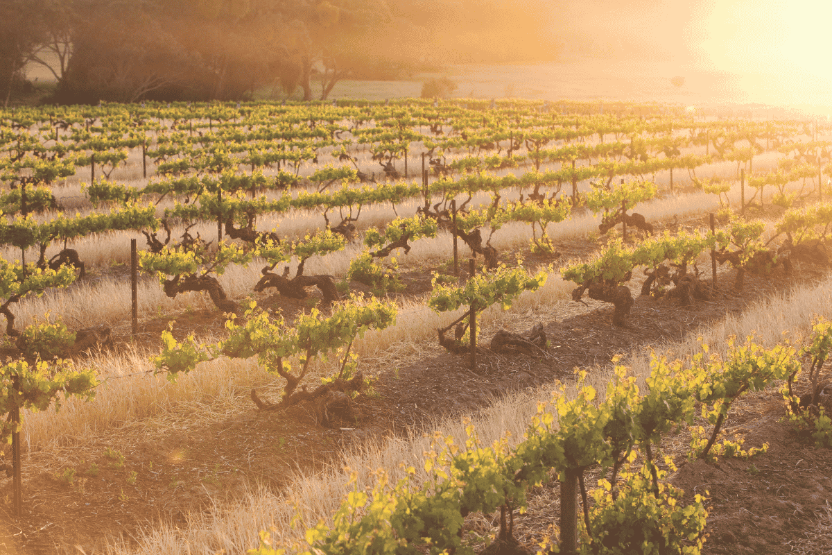 The New Language Of Grenache
