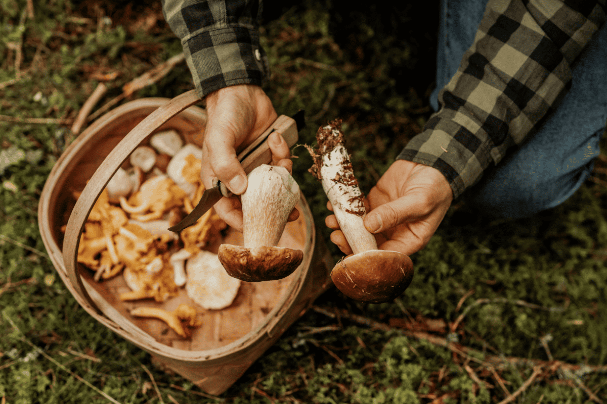 The Untamed Fungi <br> Shaping Haute Cuisine