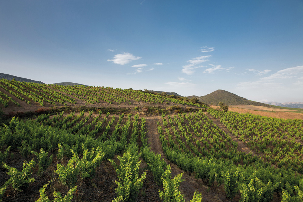 The Best Wine You’ve Never Tasted - Old Vine Grenache/Garnacha