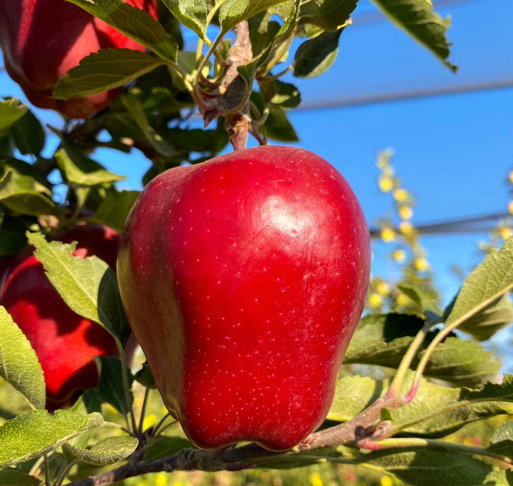 Delicious Fruits  - How Delicious Are Your Fruits?