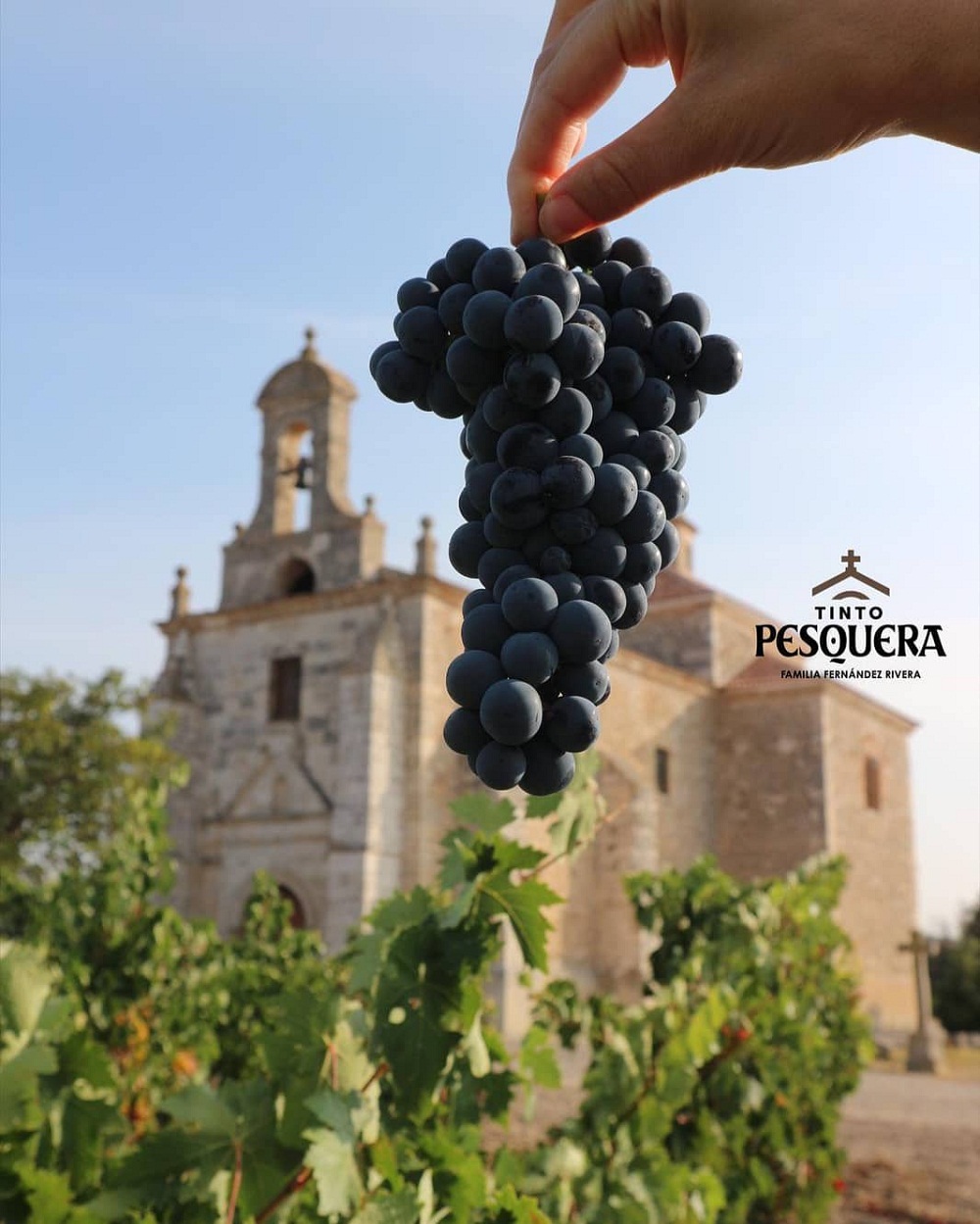 Tinto Fino And The Black Grapes Of Ribera Del Duero