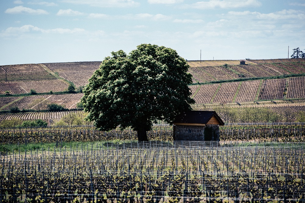 A Case For Beaujolais